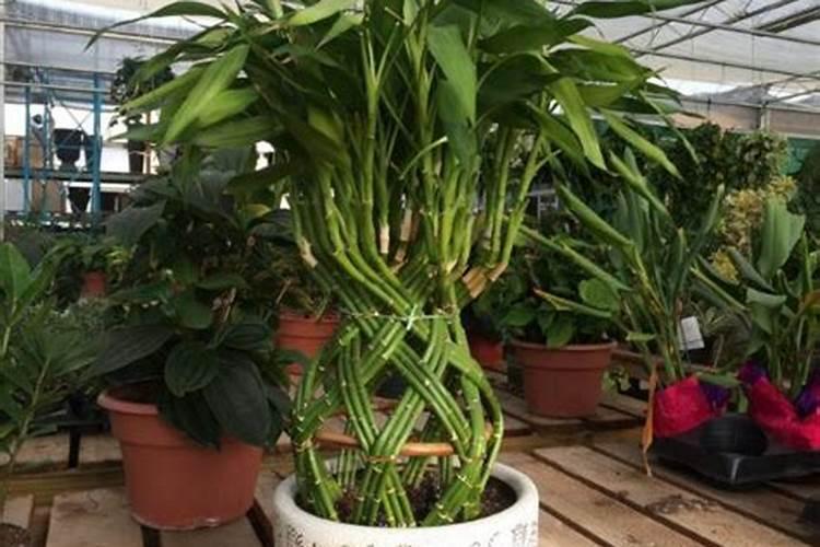 氮肥磷肥钾肥区别和作用