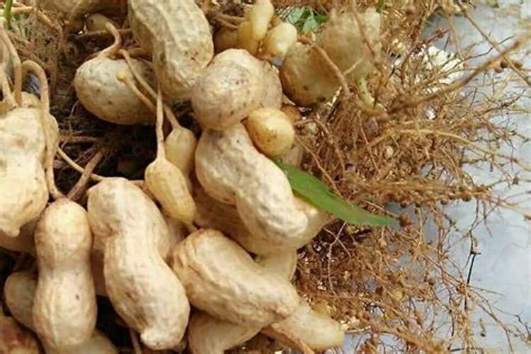 花生壳的用处是什么呢 花生壳的用途