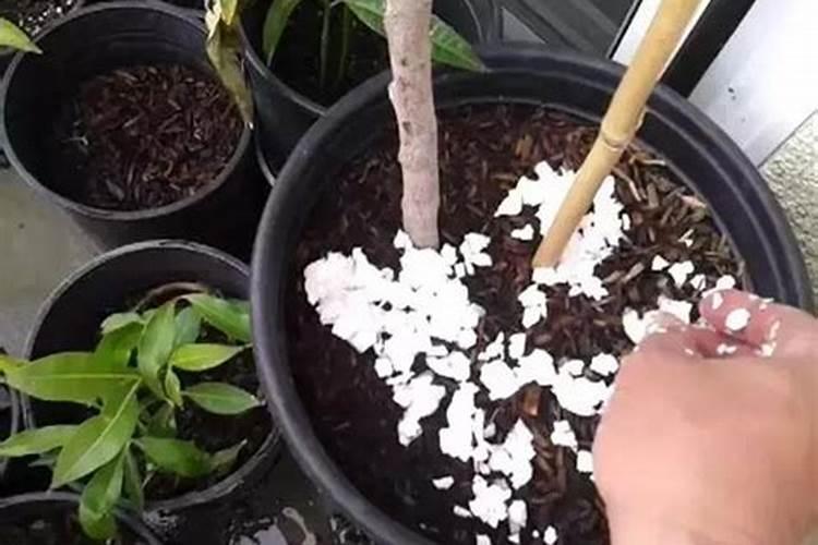 芸豆要掌握先摘叶后摘心原则,这么做有何好处呢？