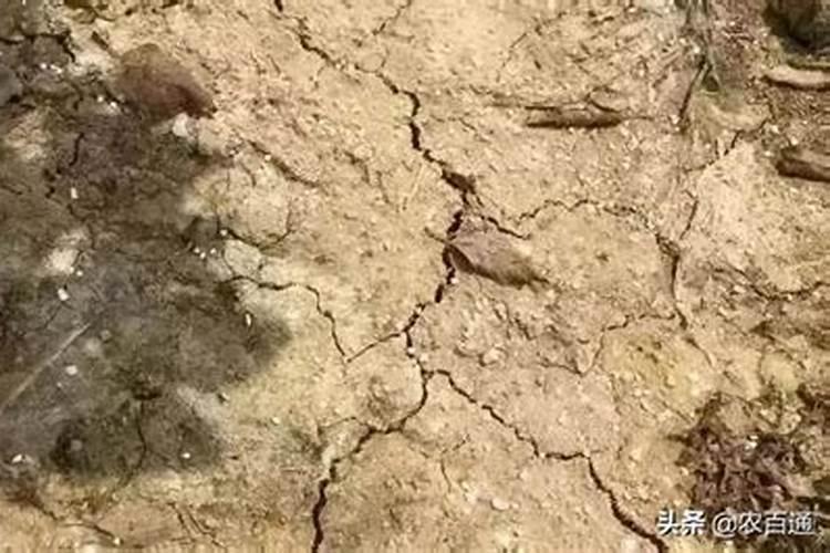 土壤缺硼的主要原因是什么