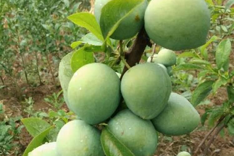 李子增甜转色期使用高磷低钾好还是低磷高钾好？