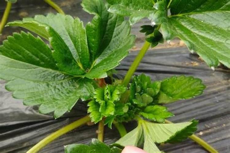 草莓开花结果期施什么肥