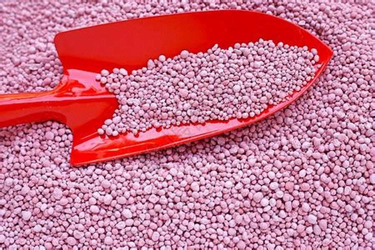 黑珍珠樱桃树苗发的芽是什么颜色