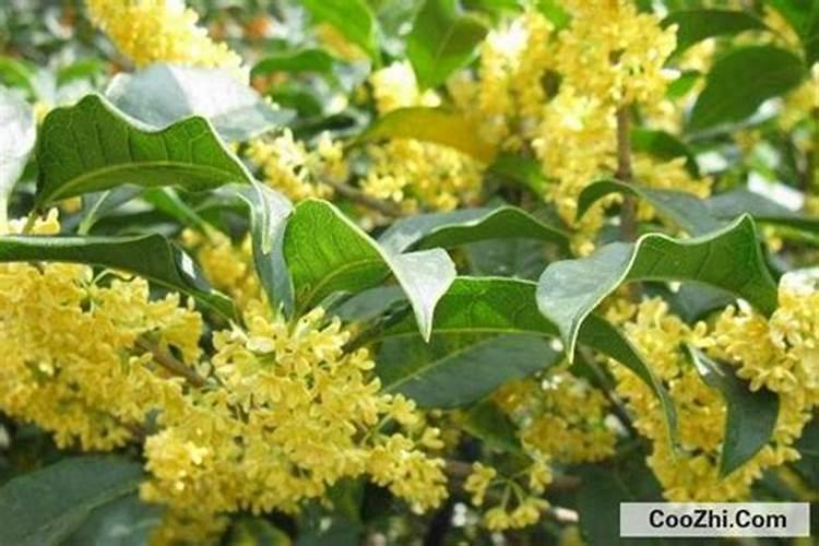 大米充氮会变黄吗为什么