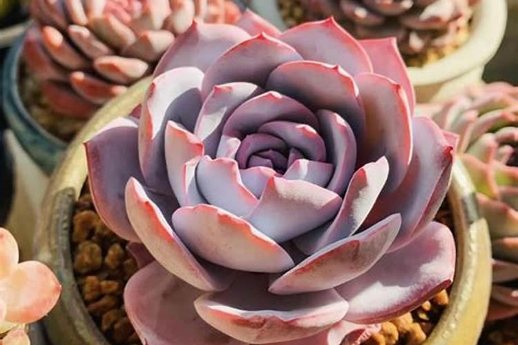 多糖对人体的作用