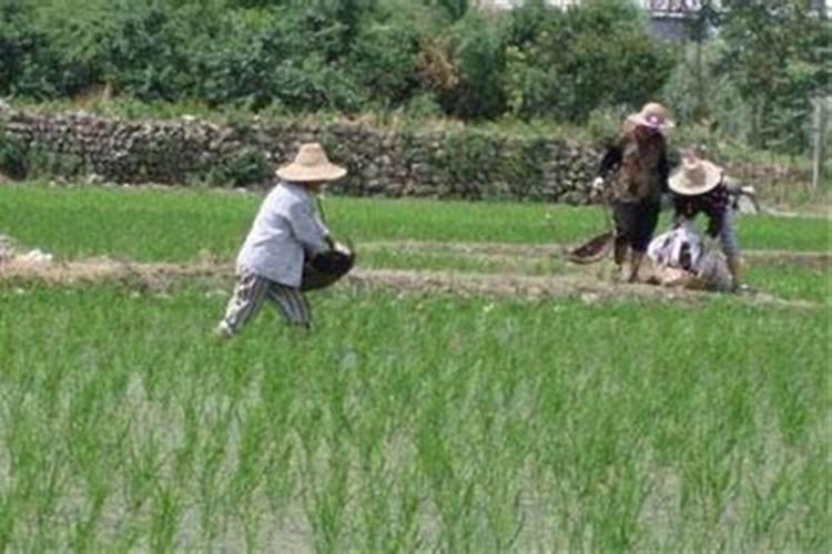 叶面肥喷施次数怎么控制？