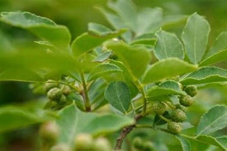 花椒树施什么肥较佳