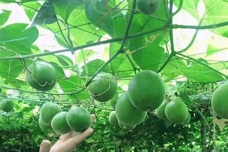 罗汉果施肥过多,造成罗汉果裂果怎么办