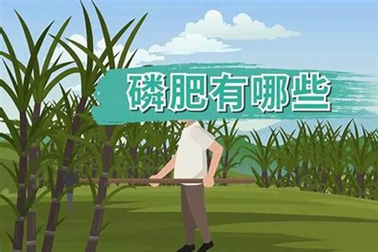 茉莉花一般施什么肥料好