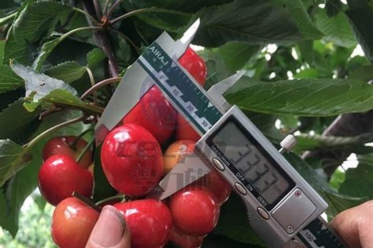 樱桃结果施什么肥