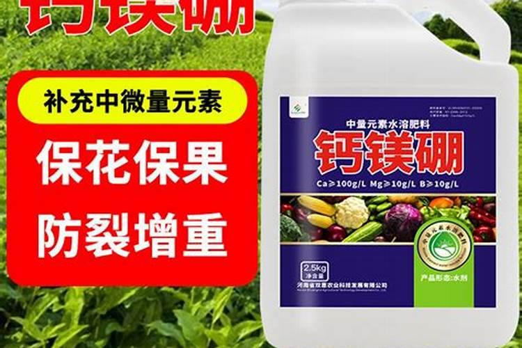 湖北珠芽黄魔芋种子如何选择