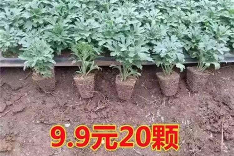 木菊怎么养才能开花多