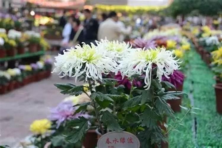如何给菊花施肥