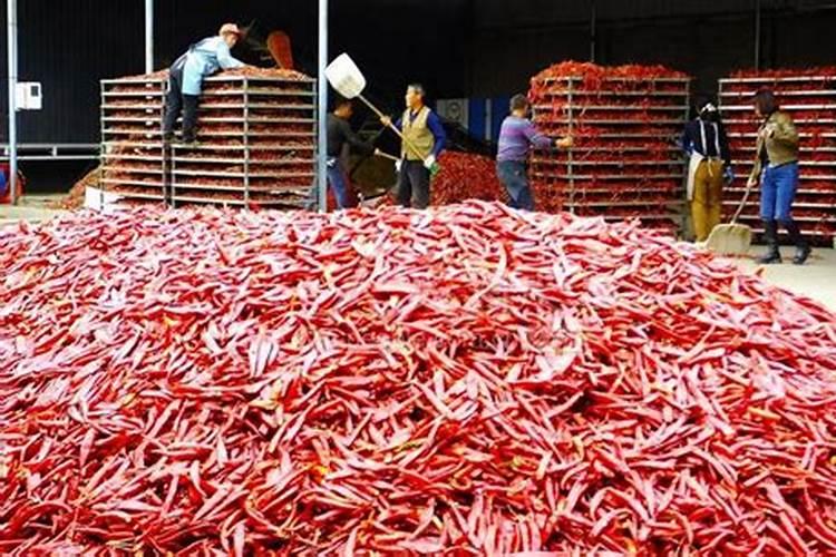 加大宝水溶肥辣椒专用是真的吗