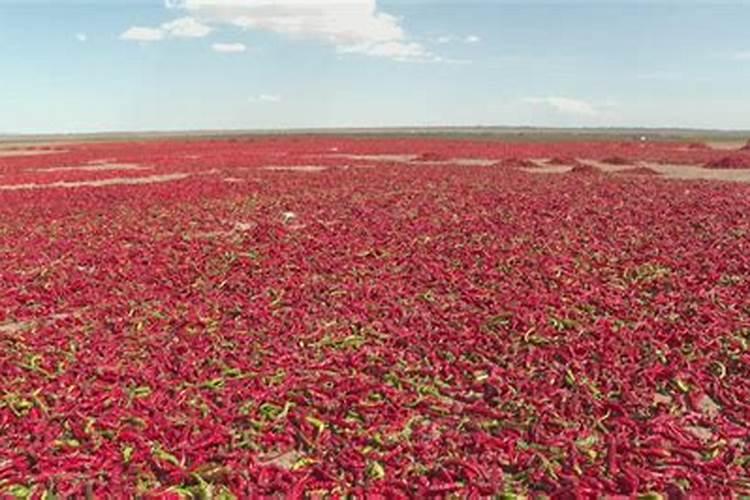 娇千金辣椒三遍药辣椒专用增产叶面肥