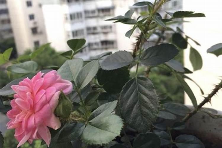 袖珍椰子浇什么肥料合适