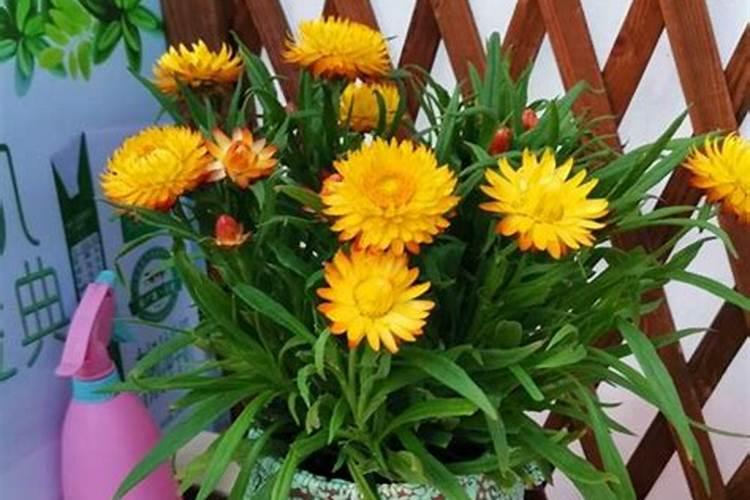 如何让菊花的花枝粗壮
