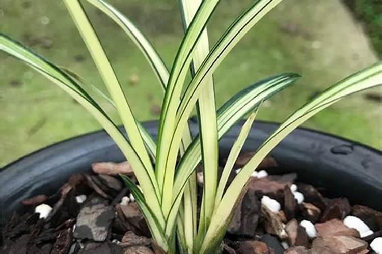 叶艺兰花怎么养