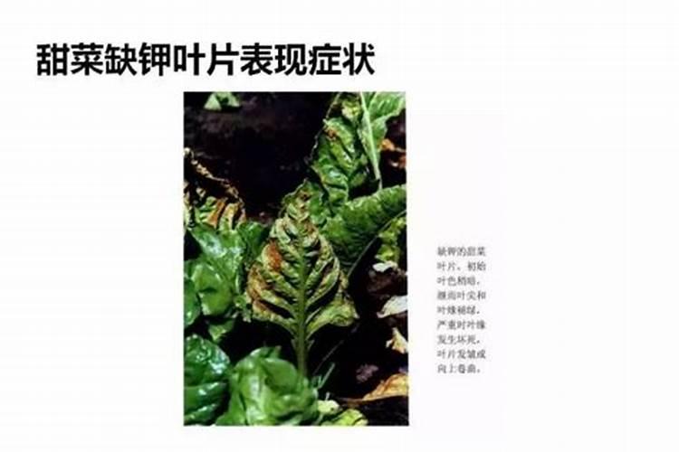 磷酸二氢钾含量分别是多少