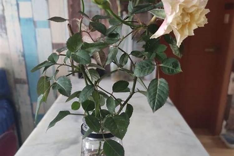 14羟基芸苔素甾醇使用方法