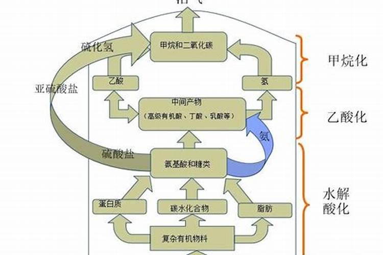 种植辣椒用什么底肥最好