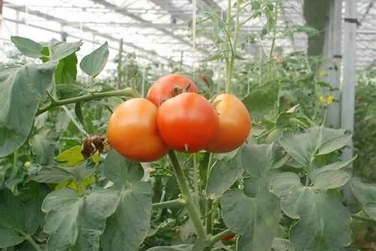 植物芸苔素的作用