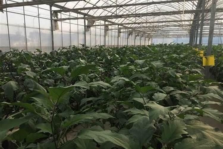 晚熟黄桃品种哪个好