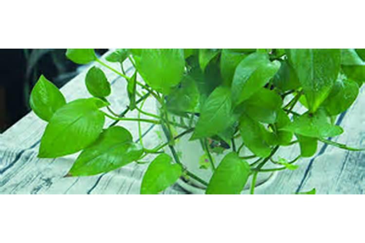 德州得春生物科技有限公司怎么样？