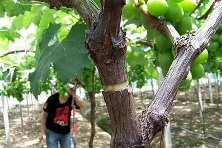 柑橘7月施什么肥