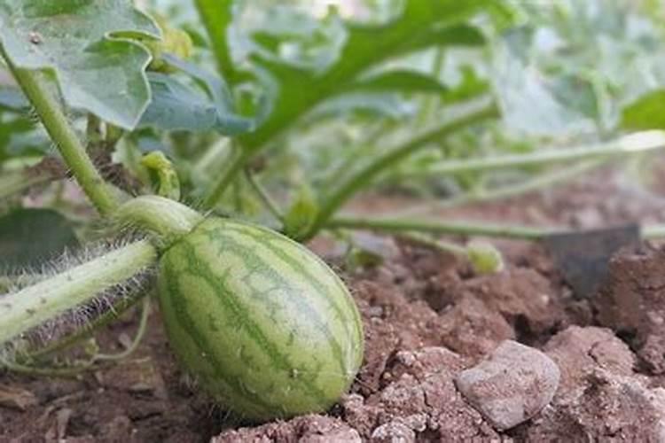 冲施肥的使用方法