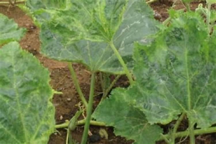 种植黄瓜、菜瓜等瓜类作物,要避开哪些施肥误区？