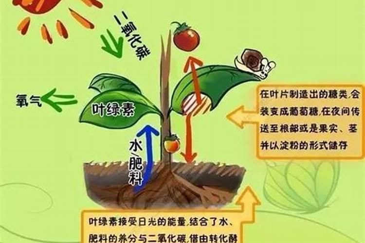 文冠果小苗追什么肥好？