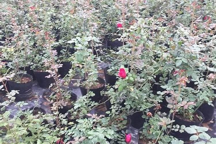 藤本月季在全年12个月的养护要点