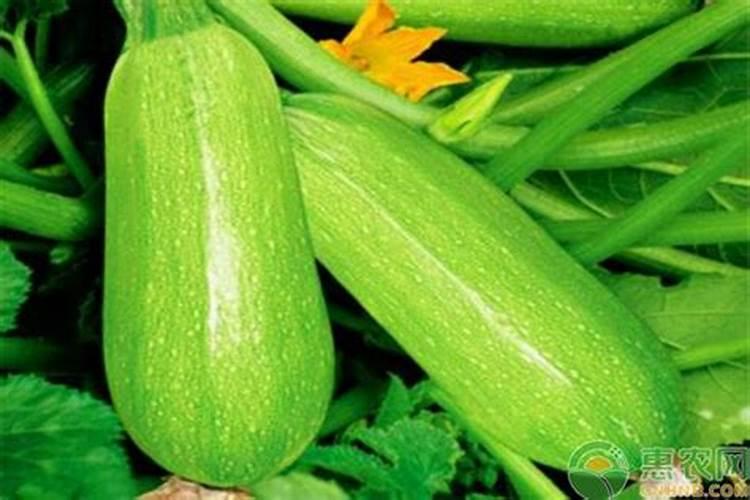 西葫芦的种植方法