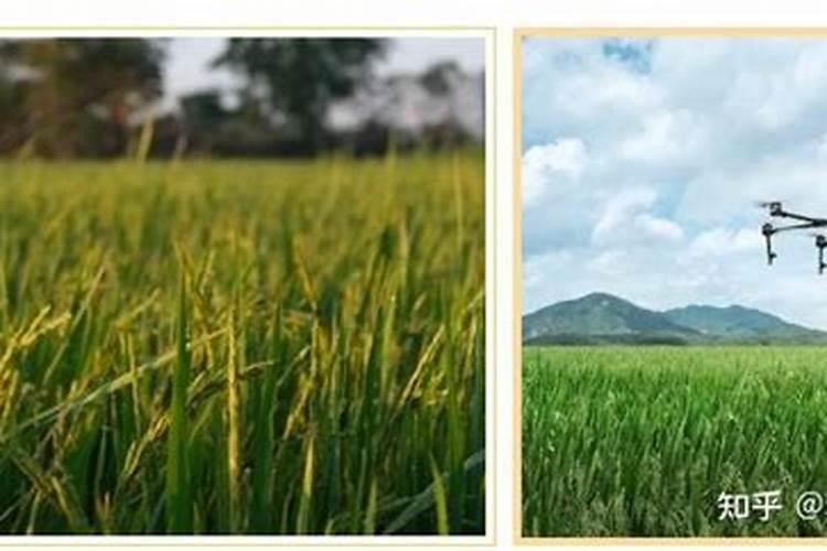 矿源黄腐酸钾啥品牌好？矿源黄腐酸钾多久用一次？矿源黄腐酸钾大概多少...