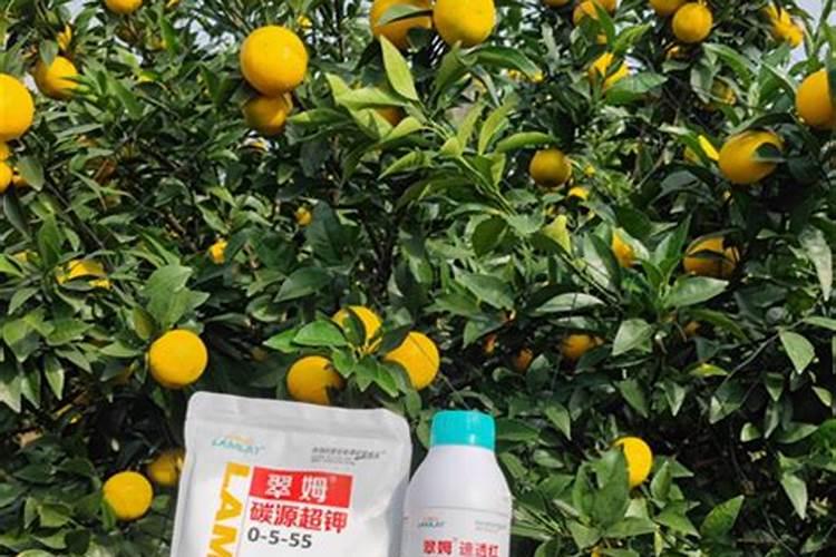 脐橙树受寒冻叶子全部掉光,如何救治？