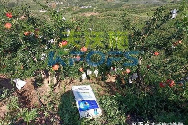 三十烷醇在砂糖橘上使用方法