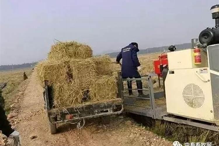 草木灰是常见的钾肥吗