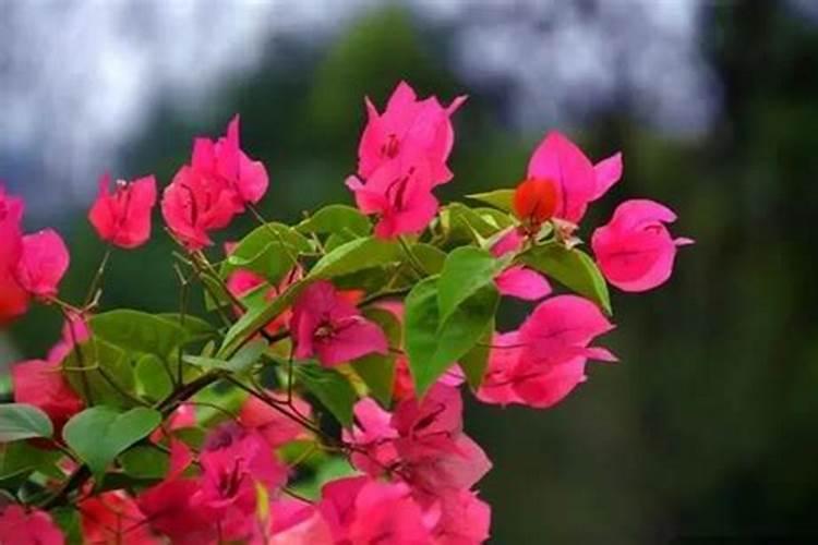 施什么肥可以促进开花施什么肥能促进开花