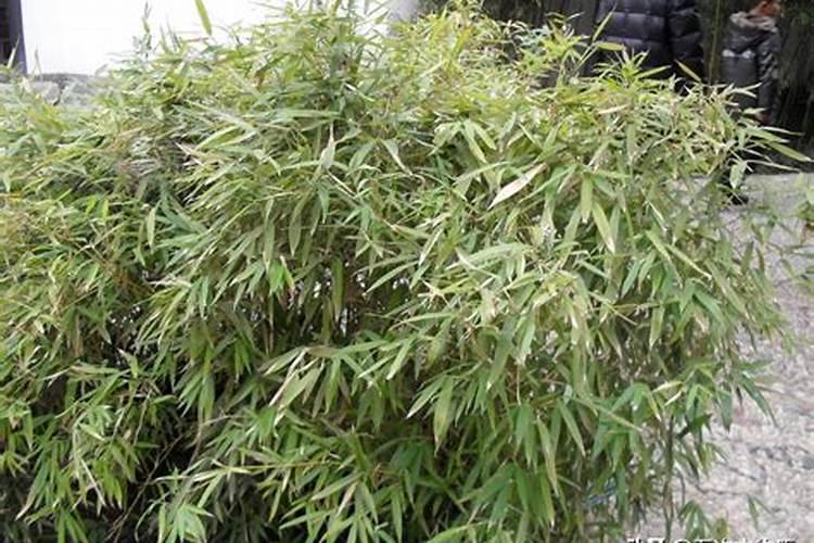竹子喜欢什么肥料