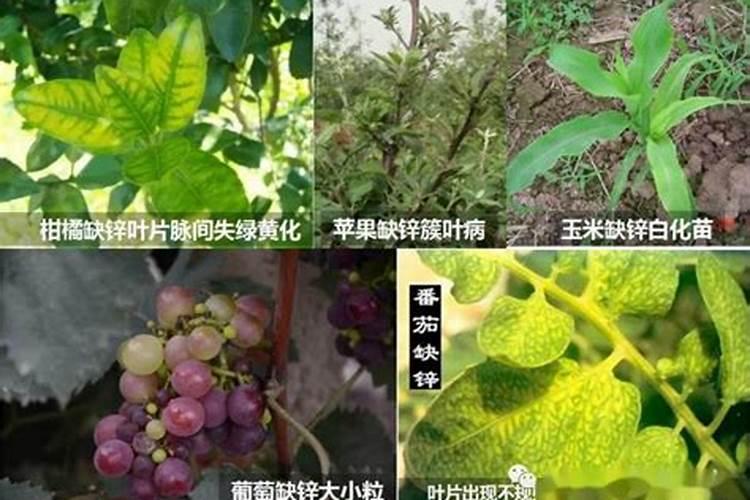微量元素肥料在植物体内的作用及施用方法？