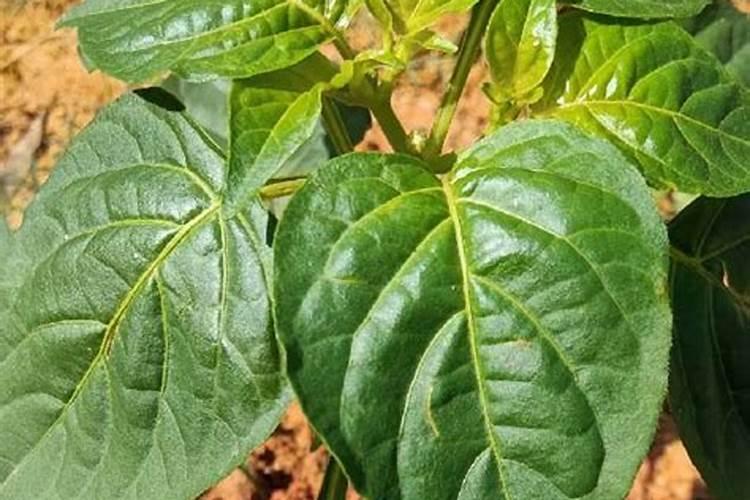 辣椒膨果期如何施肥？辣椒使用什么叶面肥好