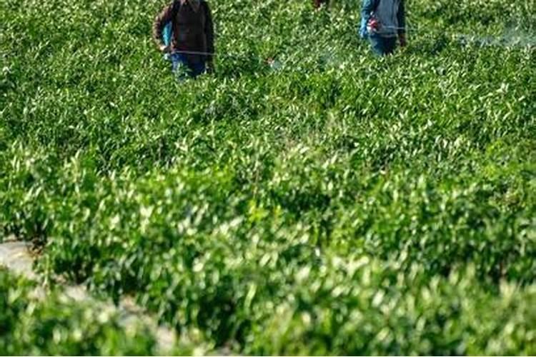 辣椒用什么叶面肥效果好？辣椒喷什么叶面肥结果多？