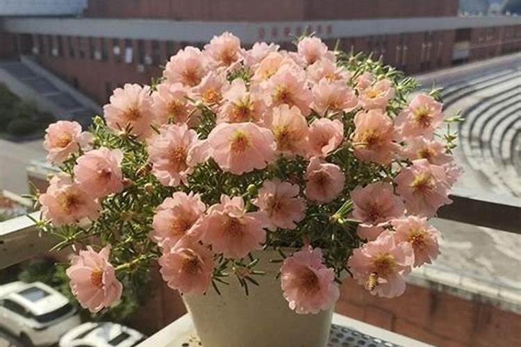 太阳花可以在小苗的时候就用氮肥吗