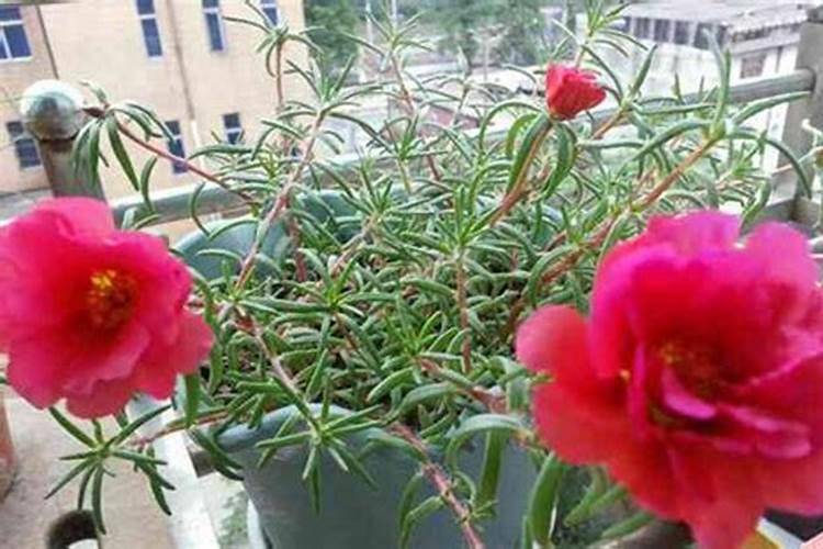 太阳花用什么肥料好