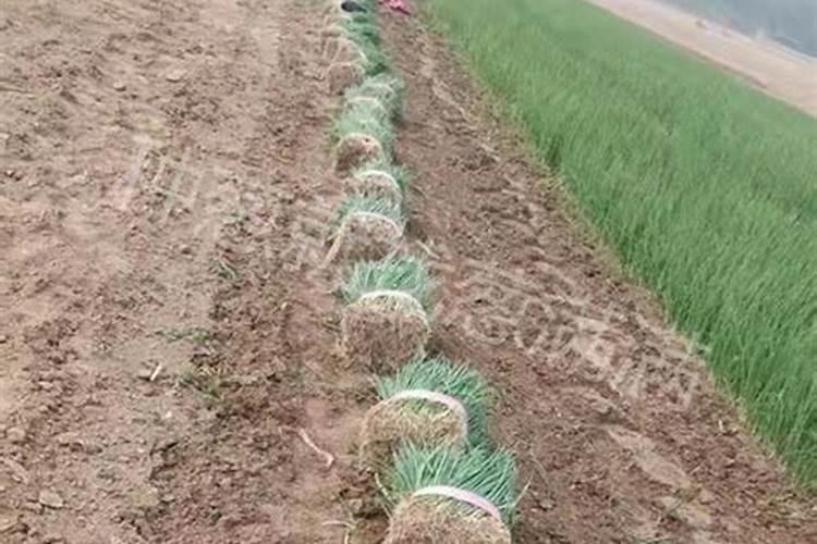 移植大葱如何开沟