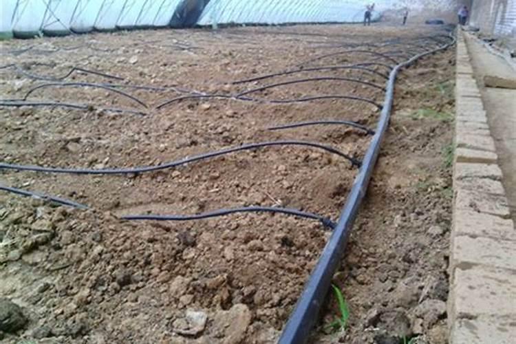 磷肥对植物的作用与功效 常见磷肥种类及施用技术