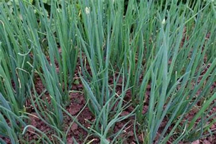 种植大葱怎么施肥能高产