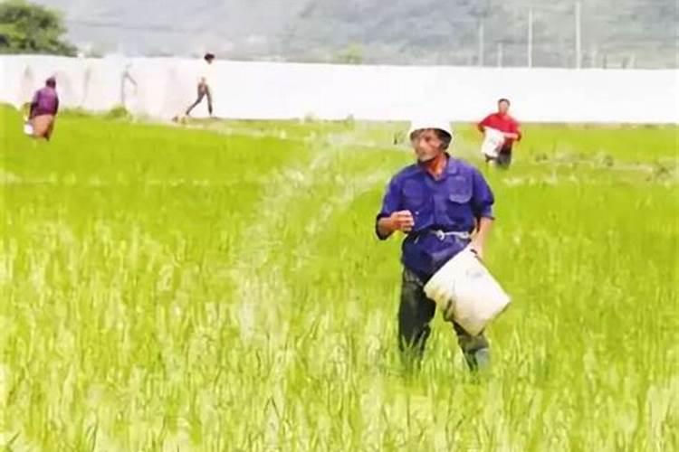 冲施肥肥效期多久