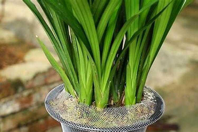 有机肥(含有机复混肥)有效氮、速效磷、速效钾含量的测定